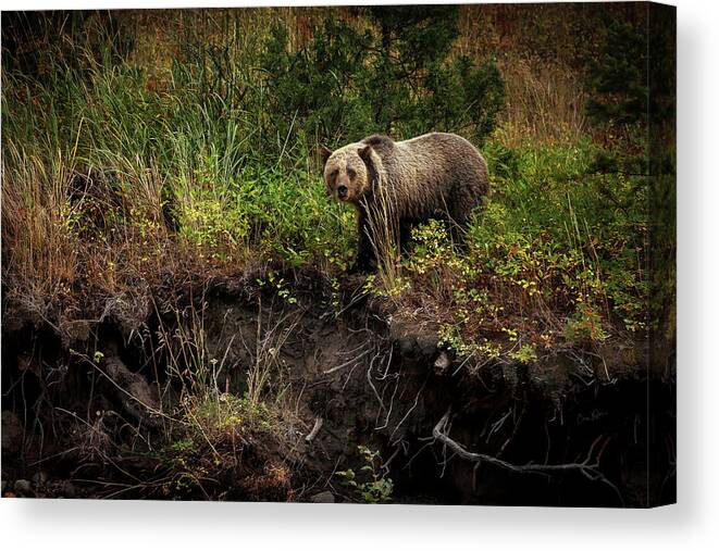 Landscape Canvas Print featuring the photograph Moma Bear on North Fork by Craig J Satterlee
