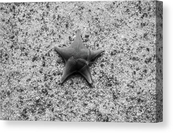 Black And White Canvas Print featuring the photograph Momma and Baby Star by Gina Cinardo