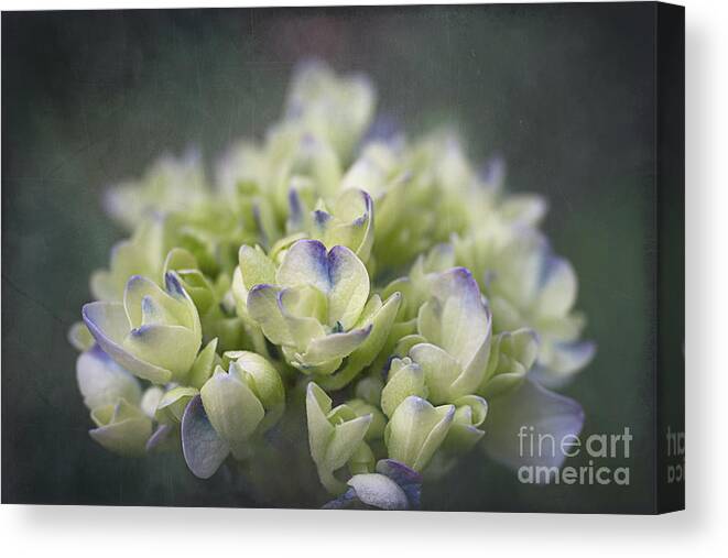 Hydrangea Canvas Print featuring the photograph Moody Hydrangea by Amy Dundon