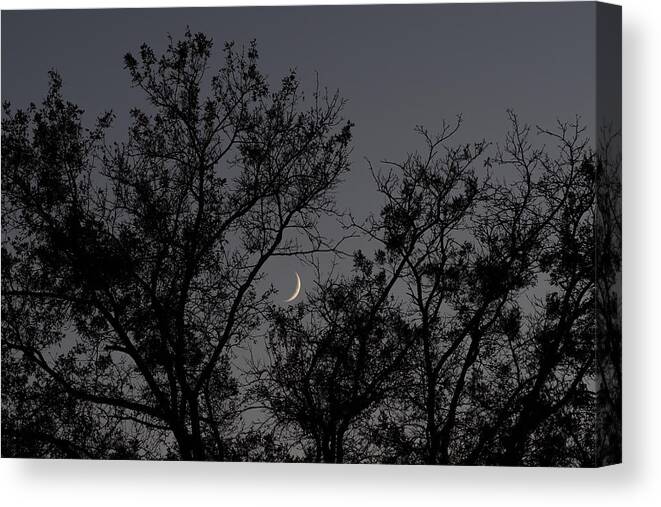 Photography Canvas Print featuring the photograph Moon in the Branches by Evan Foster