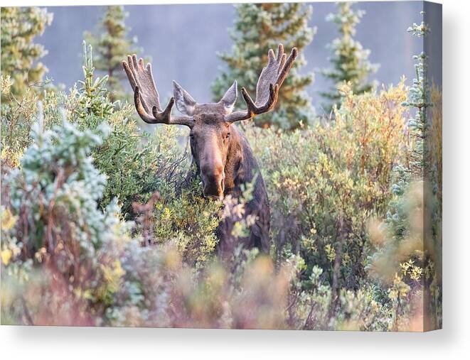 Moose Canvas Print featuring the photograph Moose Bull Grazing in the Early Morning Light v2 by Tony Hake