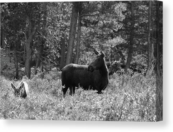 Photography Canvas Print featuring the photograph Moose - Keeping Watch, Northern Colorado by Richard Porter