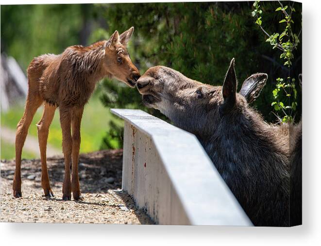 Moose Canvas Print featuring the photograph Moose Kisses by Darlene Bushue