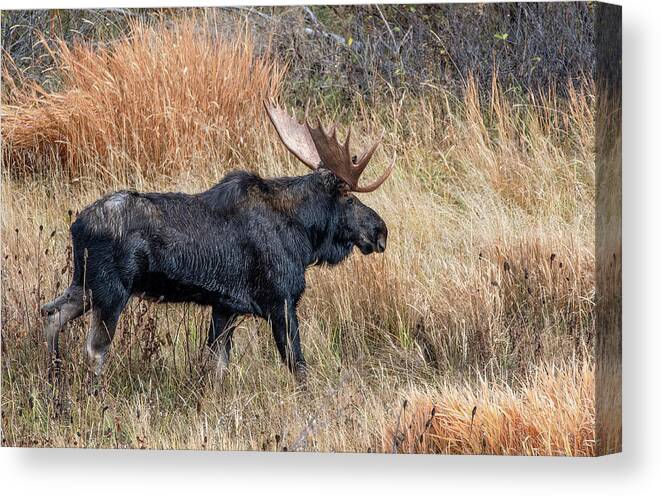 Wyoming Canvas Print featuring the photograph Moose on the Move, Grand Teton National Park by Marcy Wielfaert