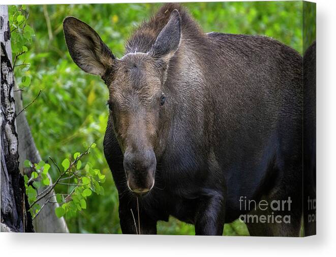 Moose Canvas Print featuring the photograph Moose Stare by Steven Krull