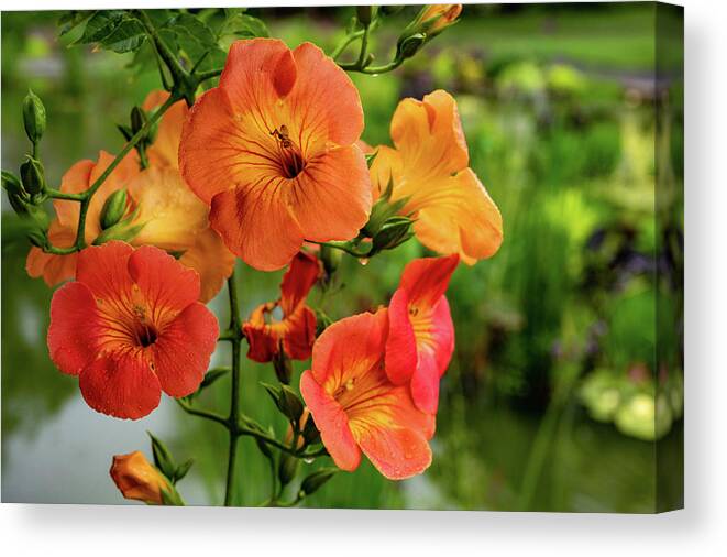 Campsis Grandiflora 'morning Calm' Canvas Print featuring the photograph Morning Calm by Kevin Suttlehan