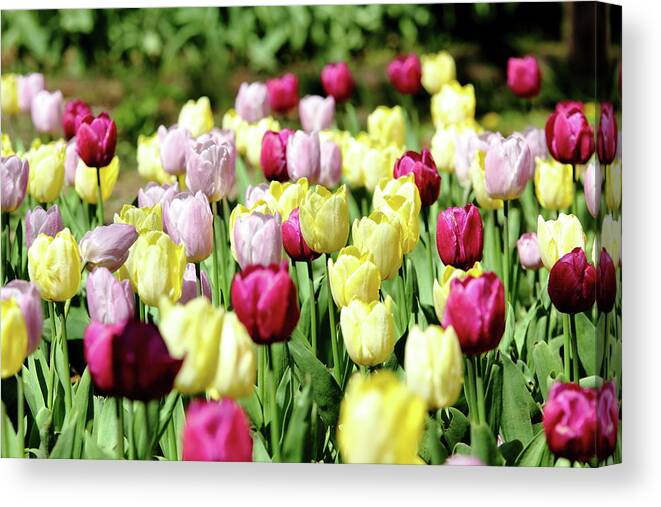 Nature Canvas Print featuring the photograph Morning Color by Lens Art Photography By Larry Trager