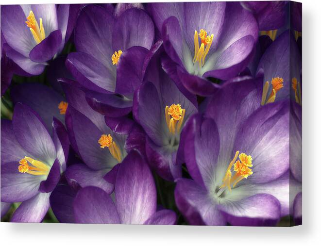 Purple Canvas Print featuring the photograph Morning Crocus by Kathi Mirto