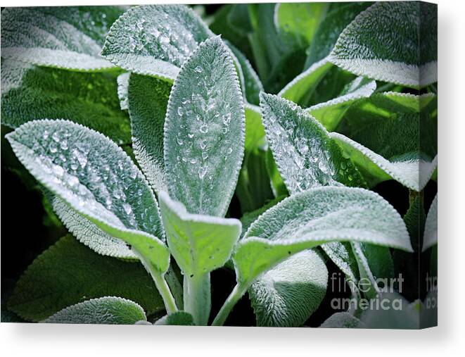 Green Plant; Lamb's Ear; Stachys Byzantina; Dew; Water; Raindrops; Botanical; Greenery; Plant; Leaves; Green; Silver; Horizontal Canvas Print featuring the photograph Morning Dew by Tina Uihlein