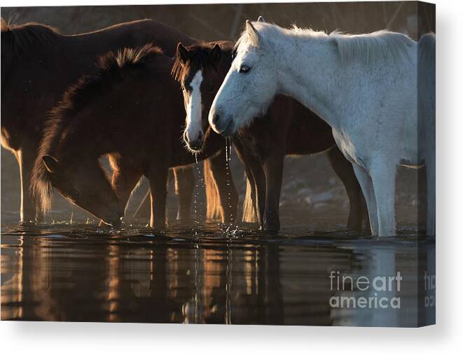 Salt River Wild Horses Canvas Print featuring the photograph Morning Drink by Shannon Hastings