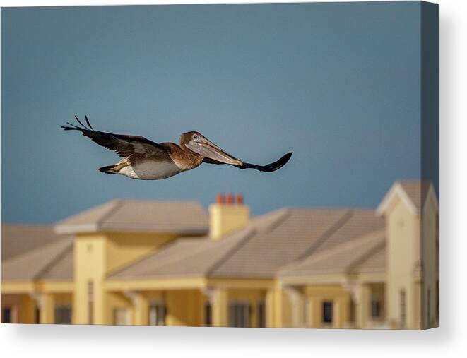 Pelican Canvas Print featuring the photograph Morning Flight by Les Greenwood