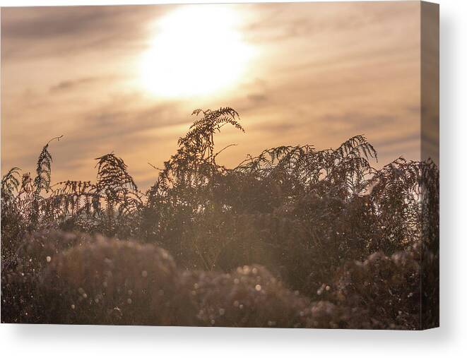 Morning Canvas Print featuring the photograph Morning sunrise by Andrew Lalchan