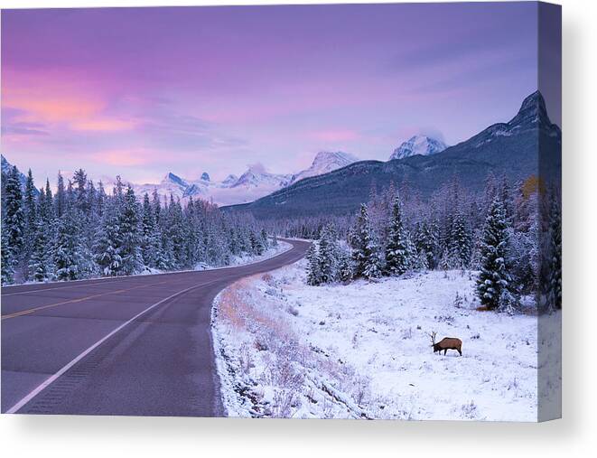 Sunrise Canvas Print featuring the photograph Morning with Elk by Bill Cubitt