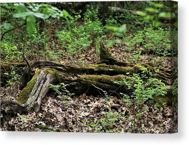 Nature Canvas Print featuring the photograph Moss Covered Fallen Tree in the Woods by Sheila Brown