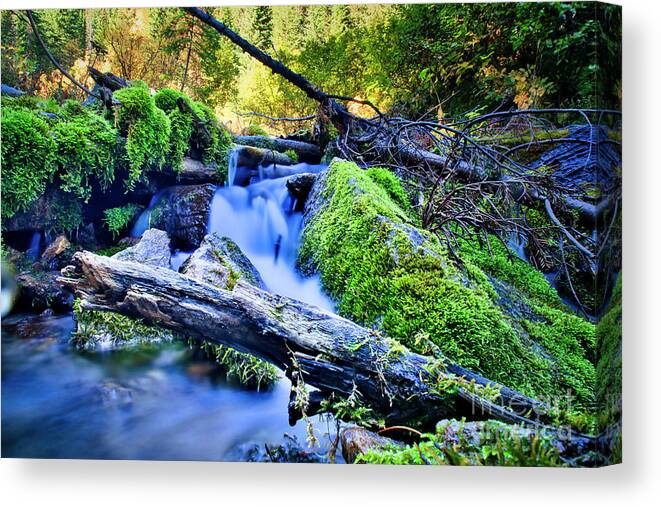 Creek Canvas Print featuring the photograph Mossy creek by Thomas Nay