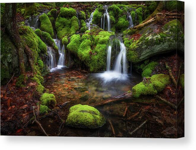 Green Canvas Print featuring the photograph Mossy Spring Waterfall 2021 by Bill Wakeley