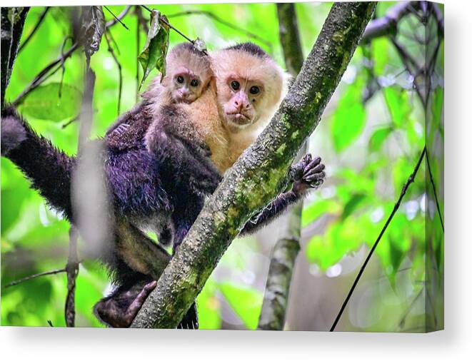 Capuchin Canvas Print featuring the photograph Mother and Baby Capuchin by Ed Stokes