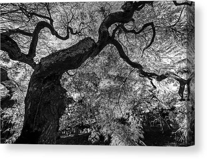 Mount Canvas Print featuring the photograph Mount Auburn Cemetery Japanese Maple Tree Fall Foliage Cambridge MA Sunrise Reaching for the Sky BW by Toby McGuire
