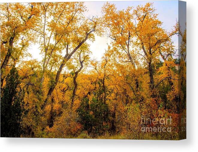 Mount Nebo Canvas Print featuring the photograph Mount Nebo Wilderness Autumn by Jennifer Jenson