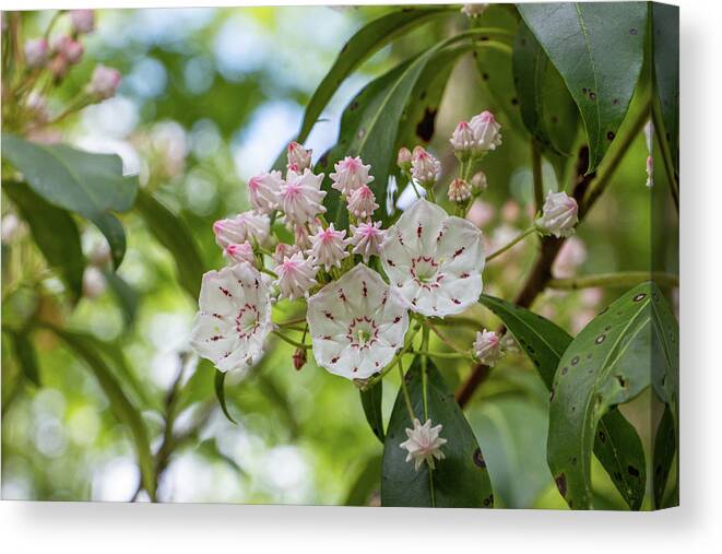 Bloom Canvas Print featuring the photograph Mountain Laurel Blossoms by Jeff Severson