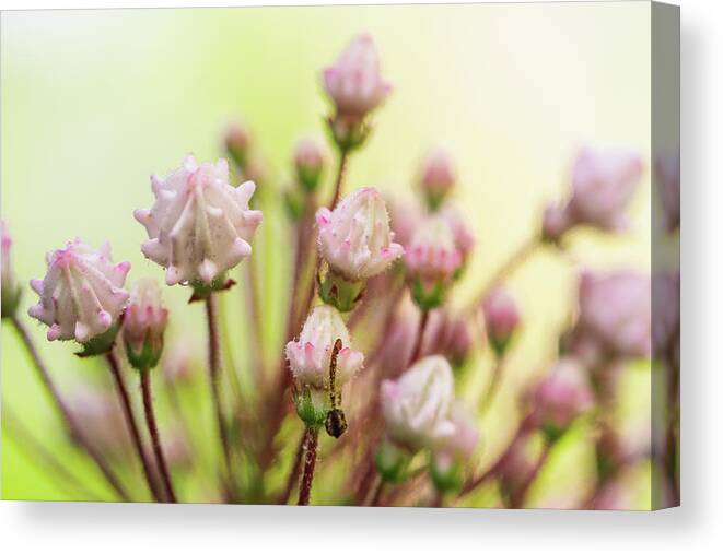 Mcdowell County Canvas Print featuring the photograph Mountain Laurel Buds by Joni Eskridge
