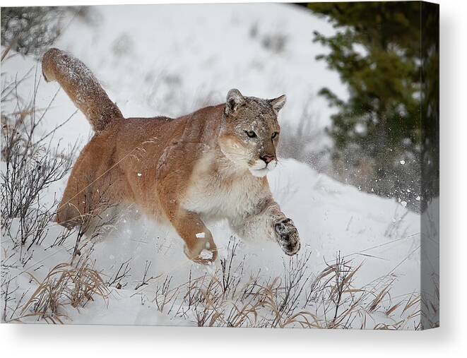 Action Canvas Print featuring the photograph Mountain Lion Running in Snow by Jerry Fornarotto