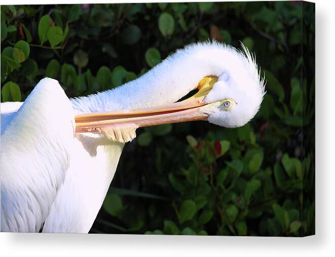 Pelican Canvas Print featuring the photograph Mr Pelican by Scott Burd