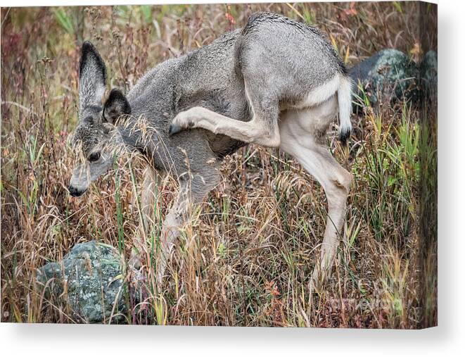 Animal Canvas Print featuring the photograph Mule Deer Scratching An Itch 2 by Al Andersen