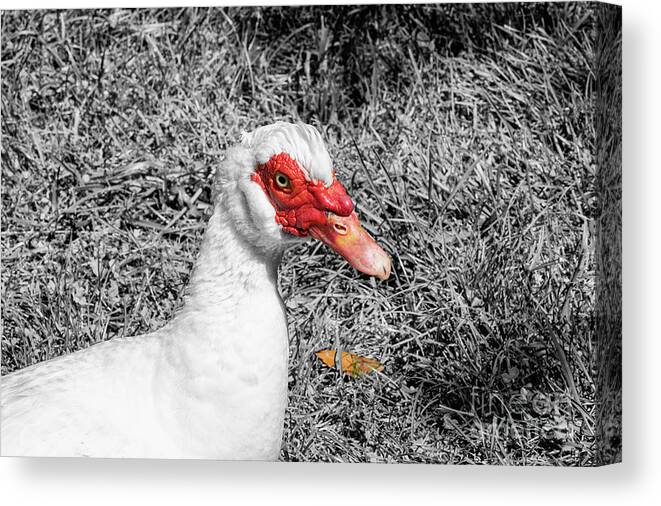 Balabon Village Canvas Print featuring the photograph Muscovy Duck in Kartepe Mountains 4 by Bob Phillips