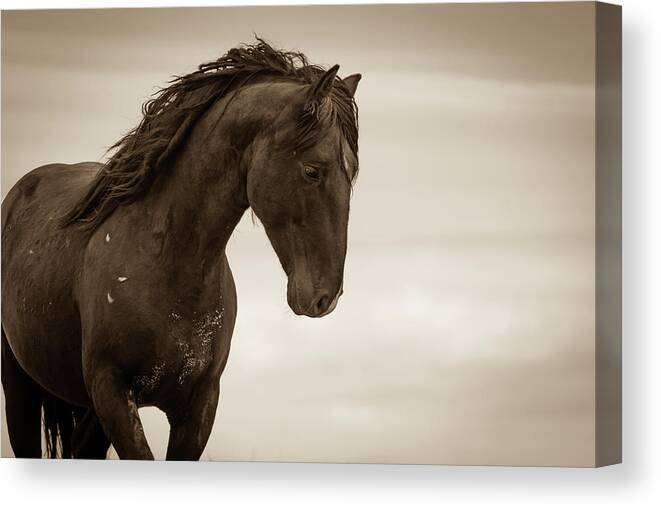 Wild Horses Canvas Print featuring the photograph My Thoughts are My Own by Mary Hone
