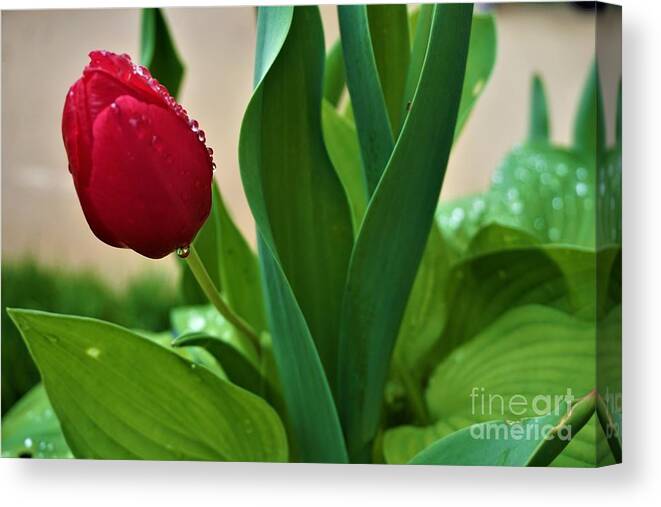 Tulip Canvas Print featuring the photograph My Tulip by Jimmy Clark