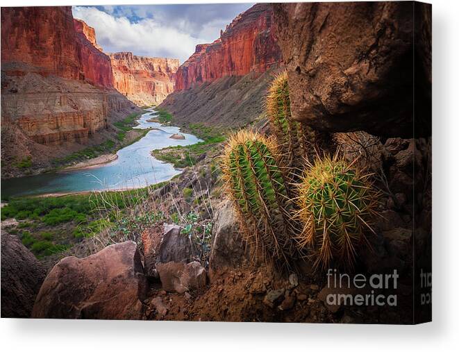 America Canvas Print featuring the photograph Nankoweap Cactus by Inge Johnsson