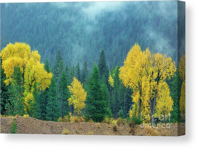 Dave Welling Canvas Print featuring the photograph Narrowleaf Cottonwoods And Blur Spruce Trees In Grand Tetons by Dave Welling