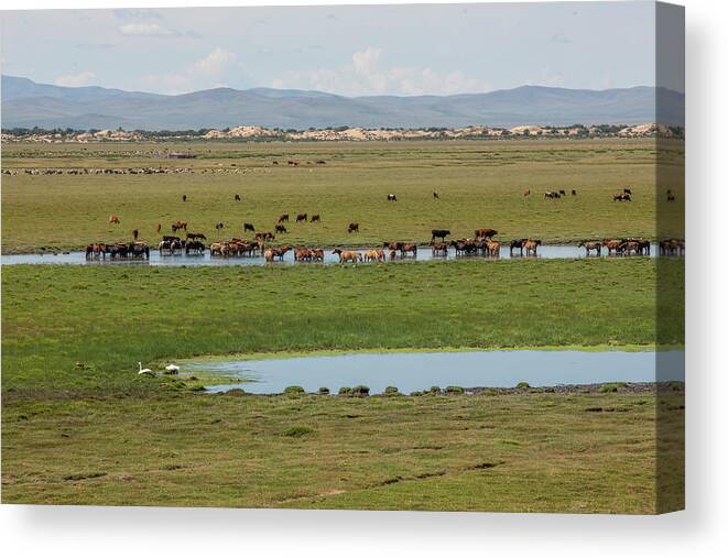 Herders Lifestyle Canvas Print featuring the photograph Nature Mongolia by Bat-Erdene Baasansuren