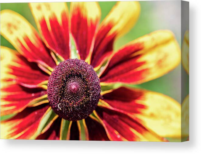 Yellow Flower Canvas Print featuring the photograph Nature Photography Flower Macro by Amelia Pearn