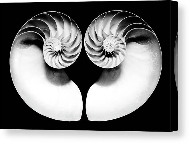D6-s-7511-b2 Canvas Print featuring the photograph Nautilus Shell Halves - bw by Paul W Faust - Impressions of Light