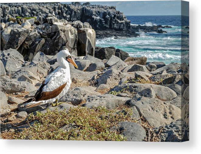 Animals In The Wild Canvas Print featuring the photograph Nazca Booby sitting on the rocks of Espanola island by Henri Leduc