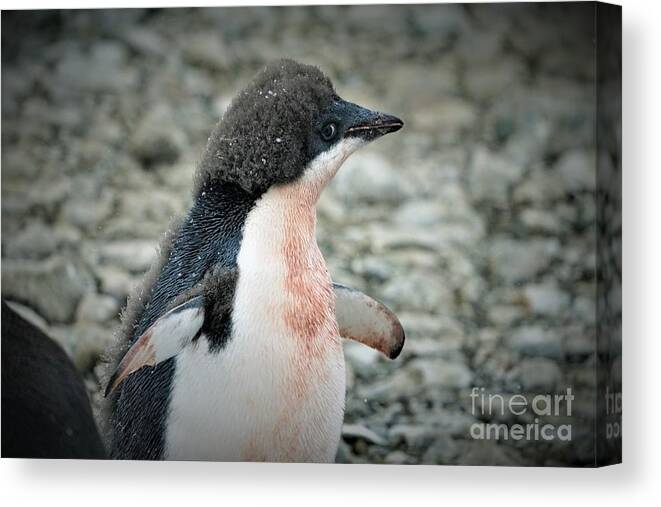 Adelie Penquin Antarctica Canvas Print featuring the photograph New Adelie by Darcy Dietrich