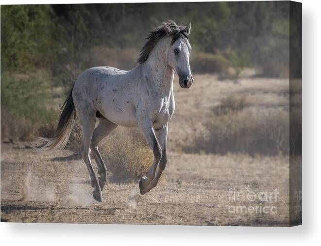 Stallion Canvas Print featuring the photograph New Beginnings by Lisa Manifold