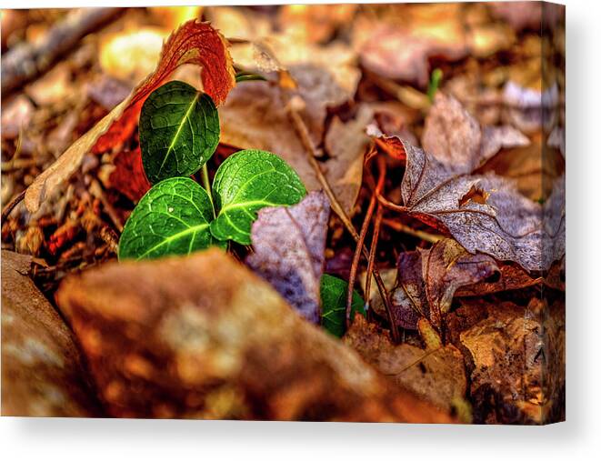 New Hampshire Canvas Print featuring the photograph New Growth by Jeff Sinon