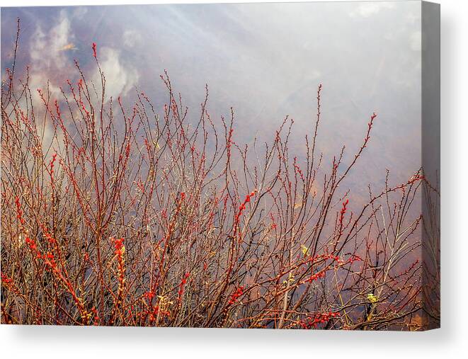 New Hampshire Canvas Print featuring the photograph New Growth, Spring Reflections. by Jeff Sinon