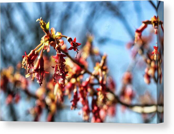 Newark Canvas Print featuring the photograph Newark Cherry Blossom Series - 1 by Christopher Lotito