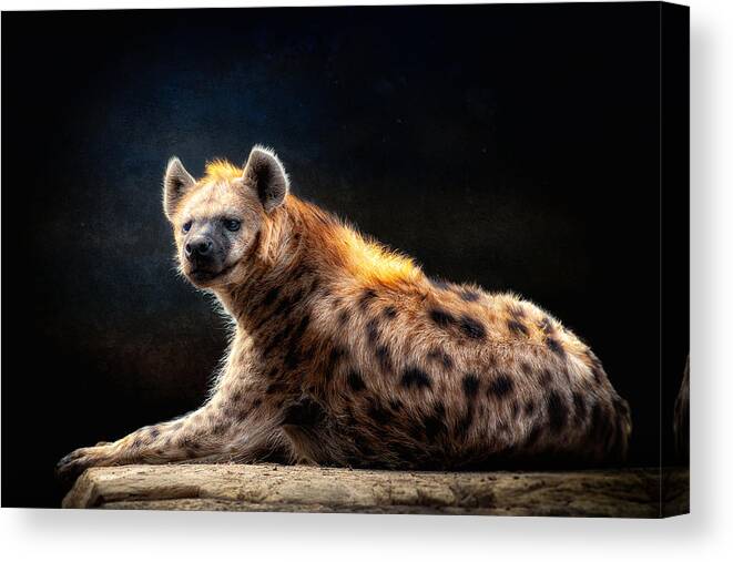 Hyena Canvas Print featuring the digital art No Laughing Matter by Tom Gehrke
