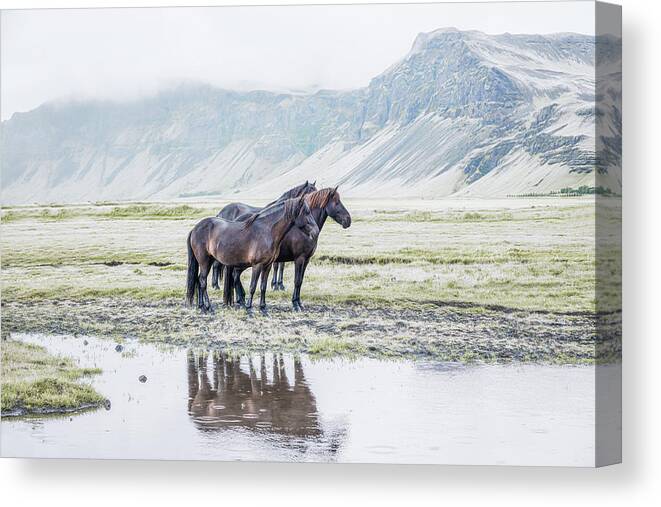 Photographs Canvas Print featuring the photograph No Strangers Here - Horse Art by Lisa Saint