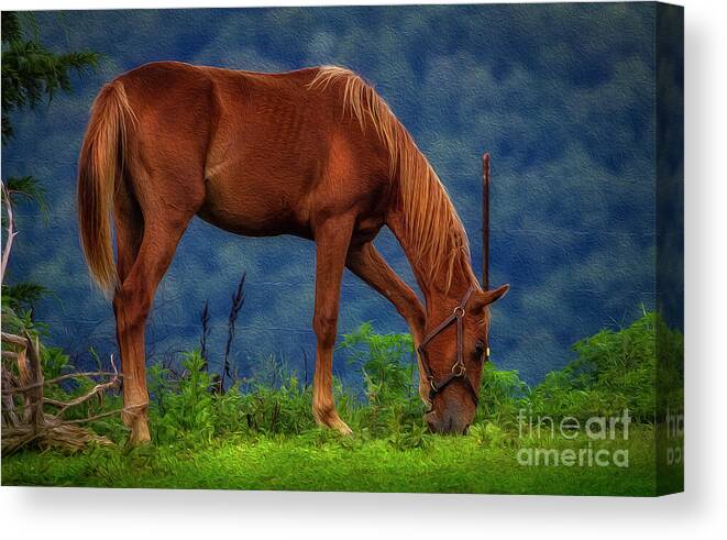 Horse Canvas Print featuring the photograph Northeast Tennessee Farm Country oil painting by Shelia Hunt