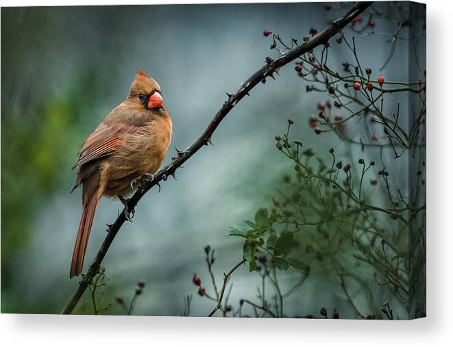 Northern Cardinal Canvas Print featuring the photograph Northern Cardinal. by Alexander Image