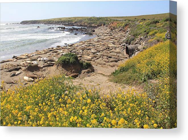 Water's Edge Canvas Print featuring the photograph Northern Elephant Seals (Mirounga angustirostris) in San Simeon State Park, California by Zen Rial