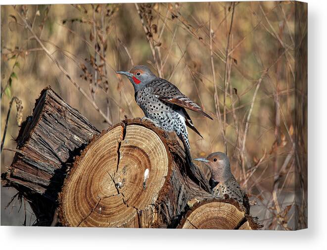 Northern Flicker Woodpecker Canvas Print featuring the photograph Northern Flickers by Rick Mosher