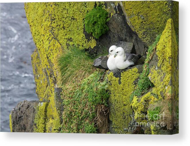 Northern Fulmar Canvas Print featuring the photograph Northern Fulmar Pair on Cliff Wall Perch in Ireland by Nancy Gleason