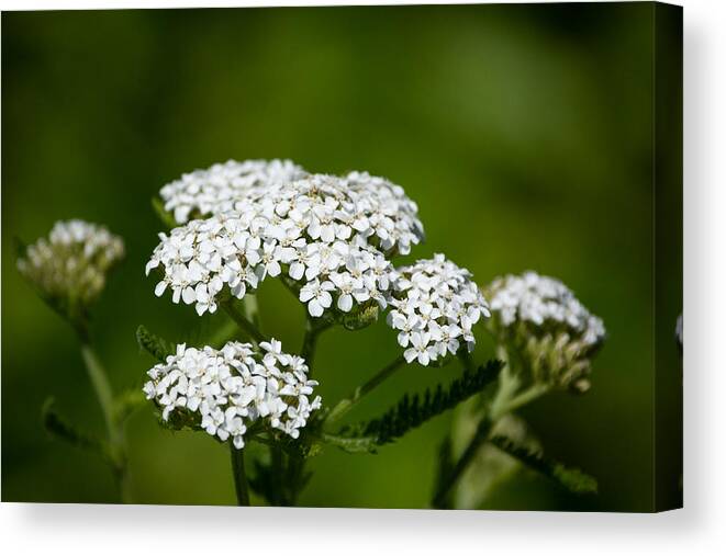 Plant Canvas Print featuring the photograph Not Just a Pretty Flower by Linda Bonaccorsi
